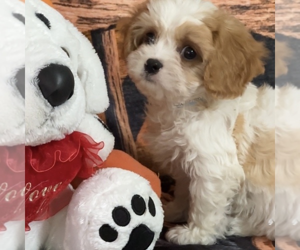 Medium Photo #6 Cavapoo Puppy For Sale in GREENVILLE, MO, USA