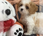 Small #5 Cavapoo