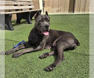 Mutt Dogs for adoption in Norco, CA, USA