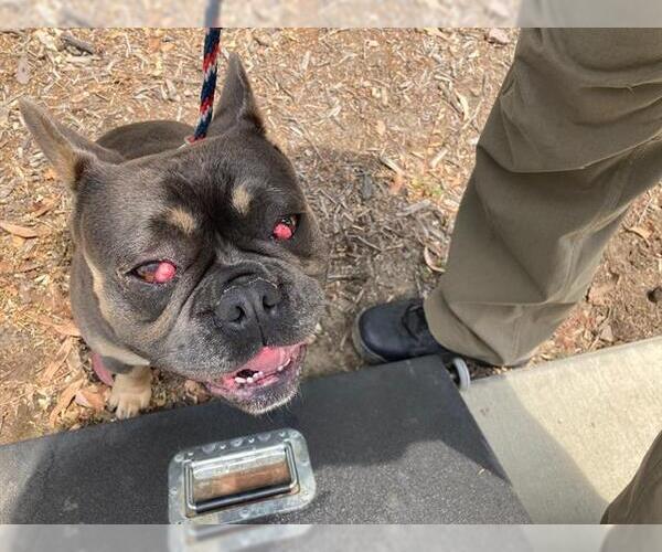 Medium Photo #1 French Bulldog Puppy For Sale in Santa Barbara, CA, USA