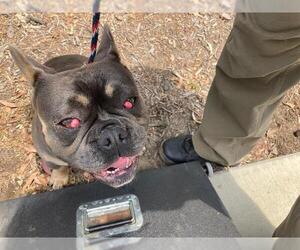 Medium French Bulldog