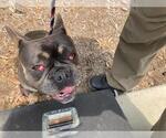 Small French Bulldog