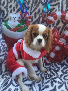 Medium Photo #1 Cavalier King Charles Spaniel Puppy For Sale in FALLBROOK, CA, USA