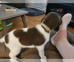 Small Photo #4 German Shorthaired Pointer Puppy For Sale in HAYWARD, WI, USA