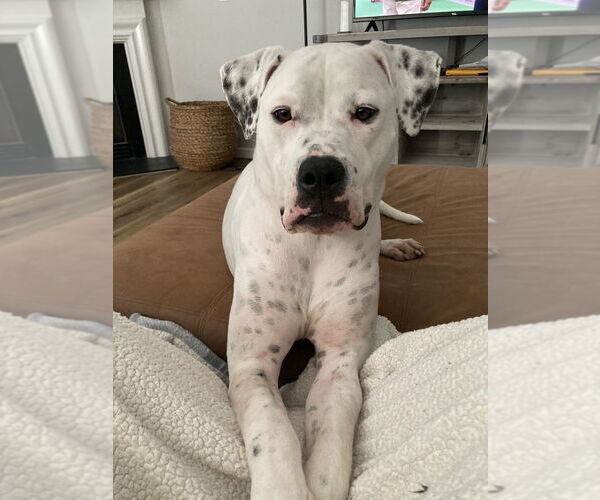 Medium Photo #10 American Bulldog Puppy For Sale in Raleigh, NC, USA