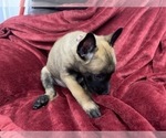 Small Photo #71 Belgian Malinois Puppy For Sale in REESEVILLE, WI, USA