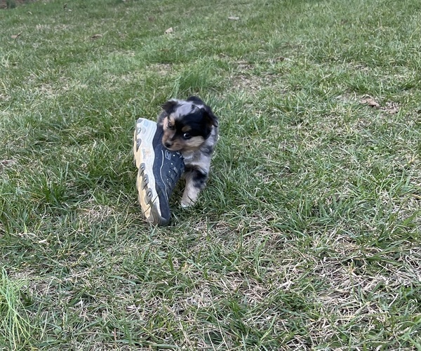 Medium Photo #33 Miniature Australian Shepherd Puppy For Sale in SIGNAL MOUNTAIN, TN, USA