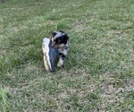Small Photo #33 Miniature Australian Shepherd Puppy For Sale in SIGNAL MOUNTAIN, TN, USA