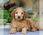 Small #2 Goldendoodle (Miniature)