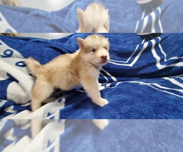 Medium Photo #9 Alaskan Malamute Puppy For Sale in ERIAL, NJ, USA