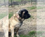Small #2 Mastiff