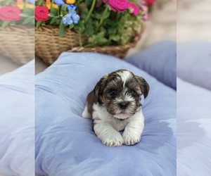 Shorkie Tzu Puppy for Sale in GROVE, Oklahoma USA