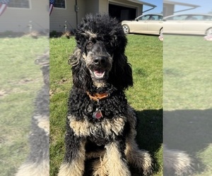 Father of the Goldendoodle puppies born on 05/20/2025