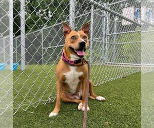 Blondie - Female Mutt Dog for Adoption - Photo #3