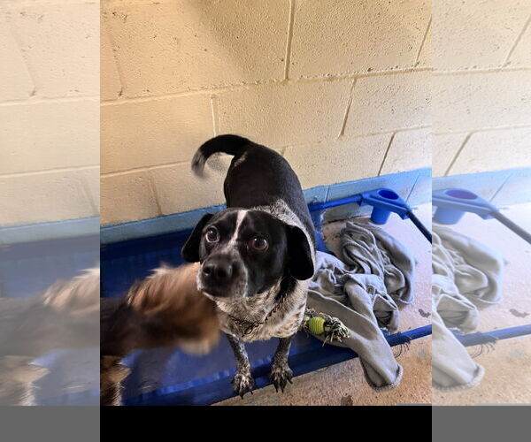 Medium Photo #2 Mutt Puppy For Sale in Tracy City, TN, USA