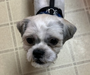 Medium Shih Tzu