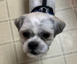 Puppy Fillian Shih Tzu