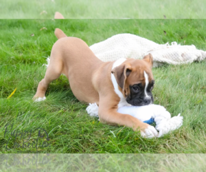 Boxer Puppy for sale in SHIPSHEWANA, IN, USA