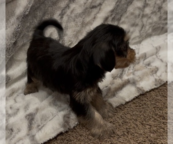 Medium Photo #10 Yorkshire Terrier Puppy For Sale in MOUNT CARMEL, PA, USA