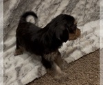 Small #9 Yorkshire Terrier