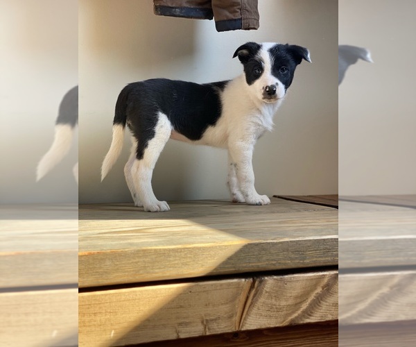 Medium Photo #2 Border Collie Puppy For Sale in WOLCOTT, IN, USA