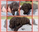Puppy Hersheys Goldendoodle