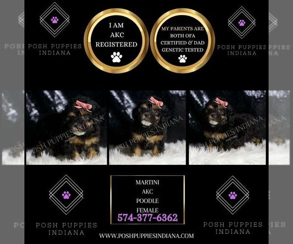 Medium Photo #4 Poodle (Miniature) Puppy For Sale in WARSAW, IN, USA