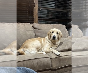 Golden Retriever Puppy for Sale in JUSTIN, Texas USA
