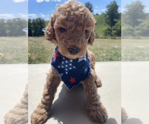 Poodle (Standard) Puppy for sale in BENTON, IL, USA