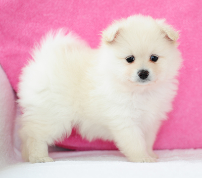 Medium Photo #1 Pomeranian Puppy For Sale in FRAZER, PA, USA