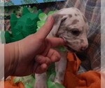 Small Photo #35 Great Dane Puppy For Sale in SPRAGGS, PA, USA