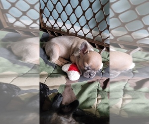 French Bulldog Puppy for sale in PINGREE GROVE, IL, USA