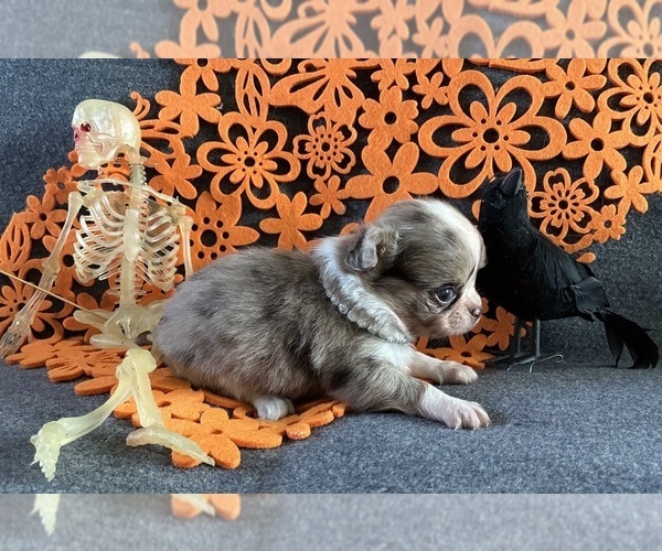 Medium Photo #2 Chihuahua Puppy For Sale in NEWVILLE, PA, USA