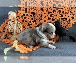 AKC Baby Ruth - Female Chihuahua Puppy for Sale - Photo #2