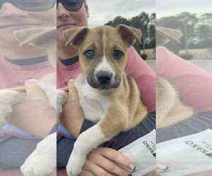 Siberian Husky-Unknown Mix Dogs for adoption in Shermans Dale, PA, USA