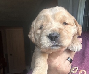 Golden Retriever Puppy for sale in VESTAL, NY, USA