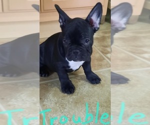 French Bulldog Puppy for sale in WILLISTON, FL, USA