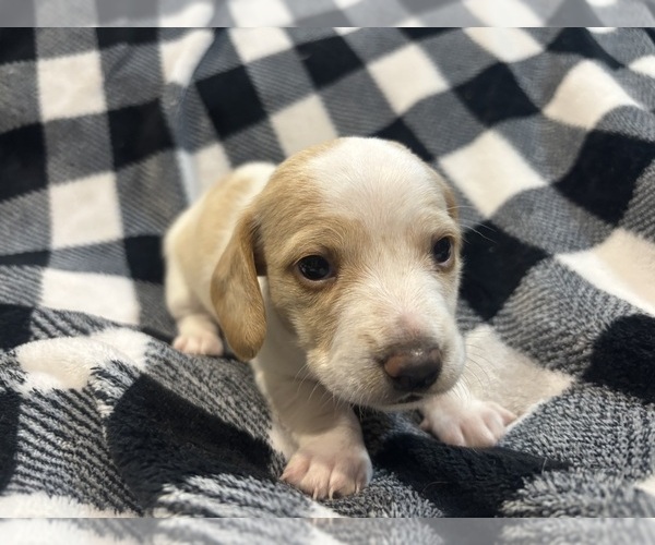 Medium Photo #1 Dachshund Puppy For Sale in DELTONA, FL, USA