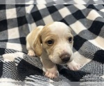 Puppy Puppy 2 Dachshund