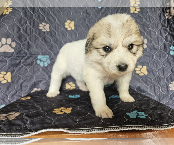 Medium Photo #3 Great Pyrenees Puppy For Sale in Croydon, NH, USA