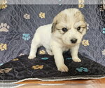 Small #2 Great Pyrenees