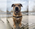 Small #20 Catahoula Leopard Dog Mix