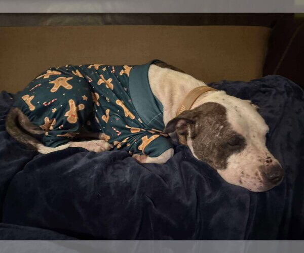 Medium Photo #8 Staffordshire Bull Terrier-Unknown Mix Puppy For Sale in The Woodlands, TX, USA