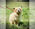 Small #3 Chihuahua Mix