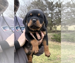 Rottweiler Puppy for sale in POLO, MO, USA