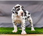 Small #1 Great Dane