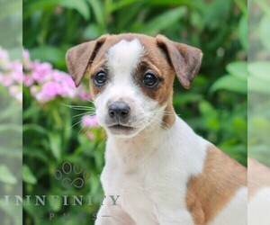 Jack Tzu Puppy for sale in EAST EARL, PA, USA