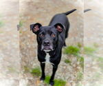 Small #1 Mutt