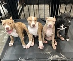 Small American Bully