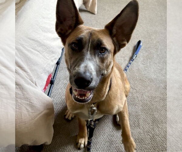 Medium Photo #8 German Shepherd Dog-Unknown Mix Puppy For Sale in San Juan Capistrano, CA, USA